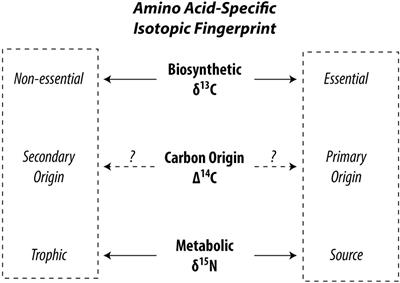 Theoretical Amino Acid-Specific Radiocarbon Content in the Environment: Hypotheses to Be Tested and Opportunities to Be Taken